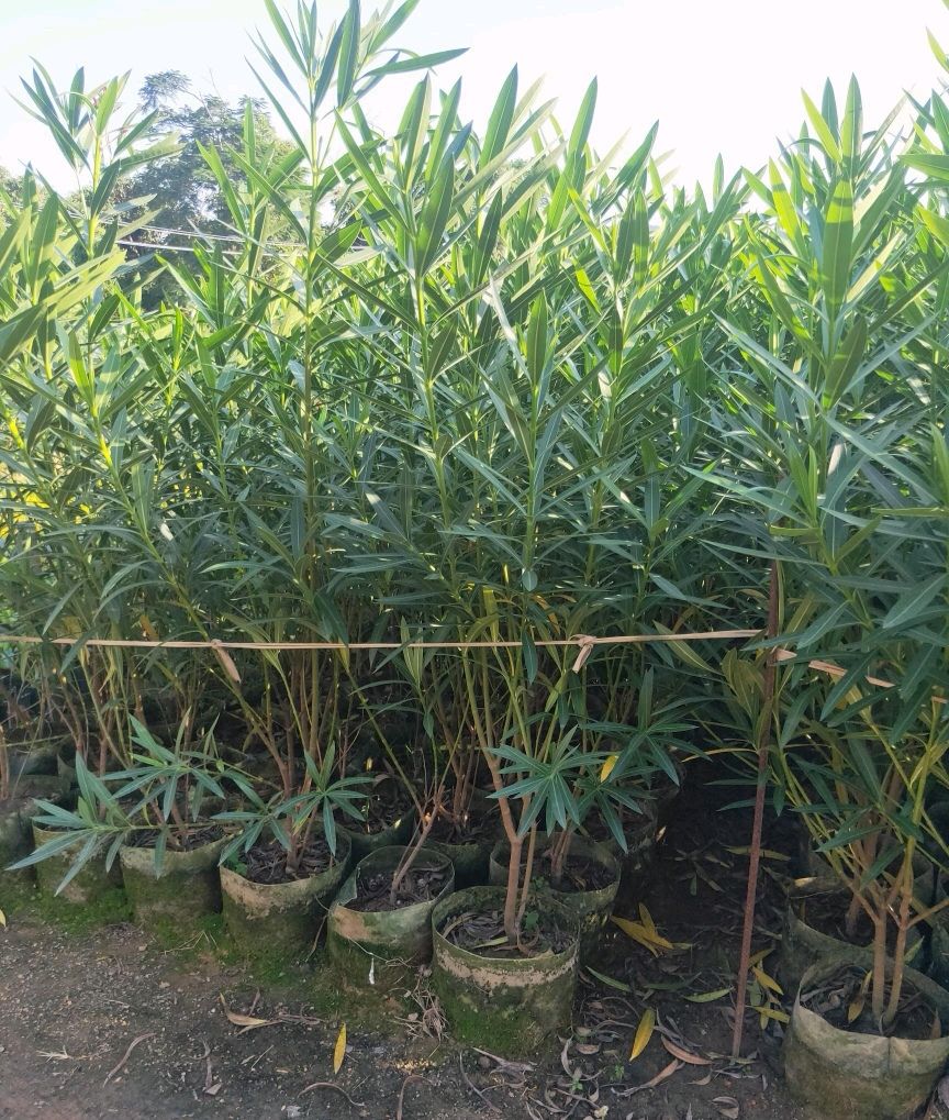 夹竹桃（有红花、粉红花、黄花）