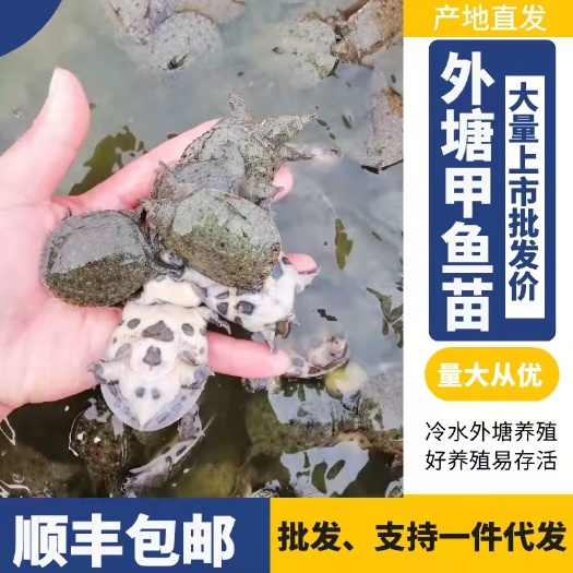 南丰县甲鱼苗，水鱼苗，团鱼苗，大量批发，产地直供