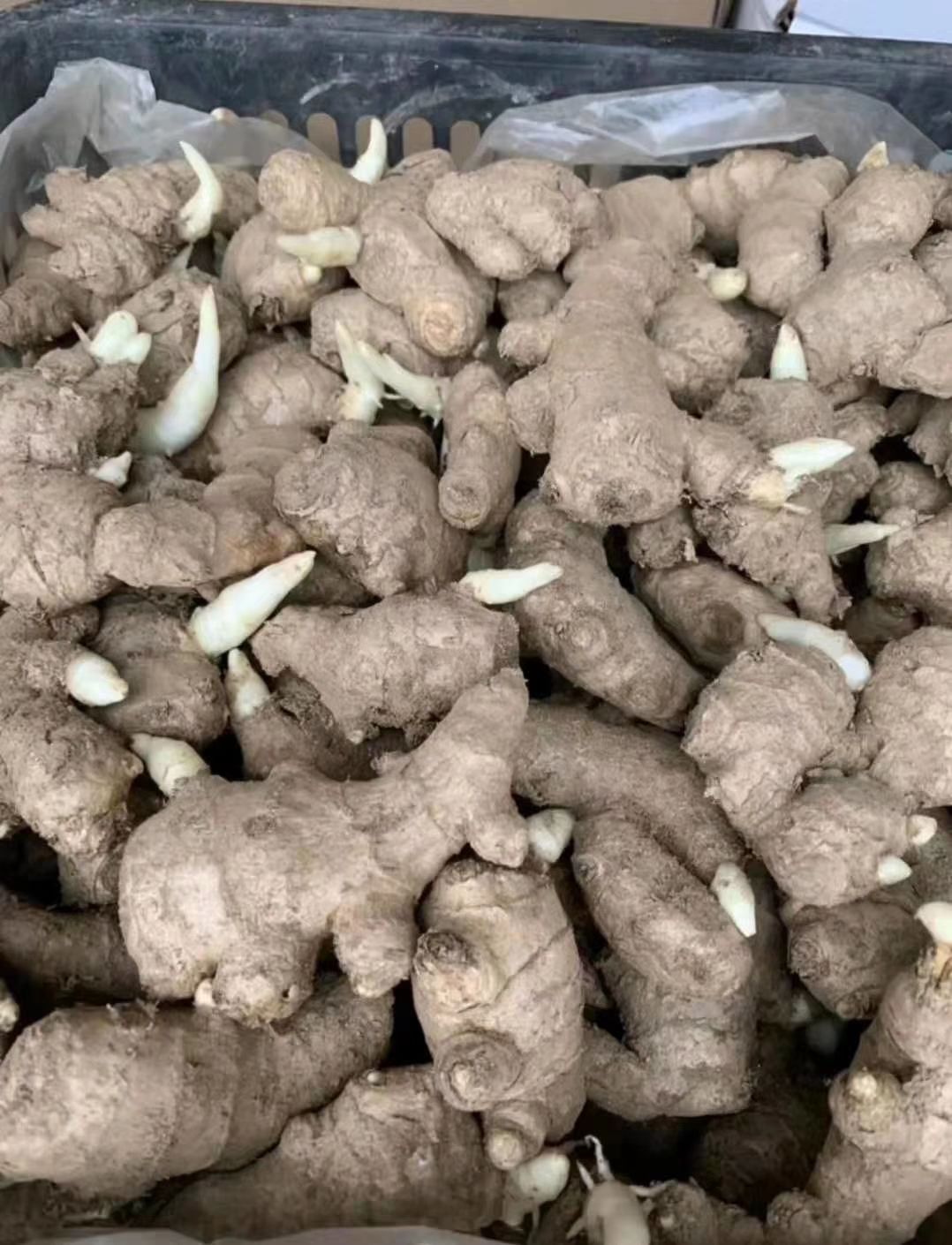 大黄姜  高产生姜种、产地直销保质保量货源充足