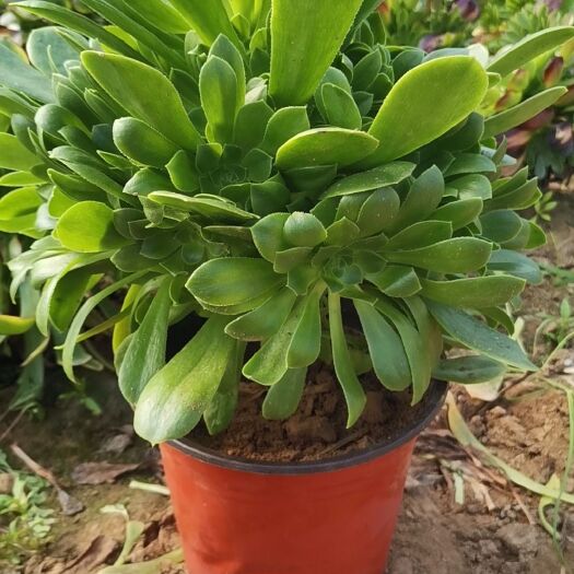 单县多肉法师 绿法师  多肉植物法师  绿羊绒法师