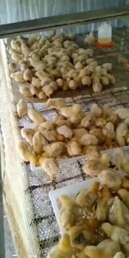 三黄鸡苗  (热卖热销名鸡) 三黄鸡   24小时疫苗全国发