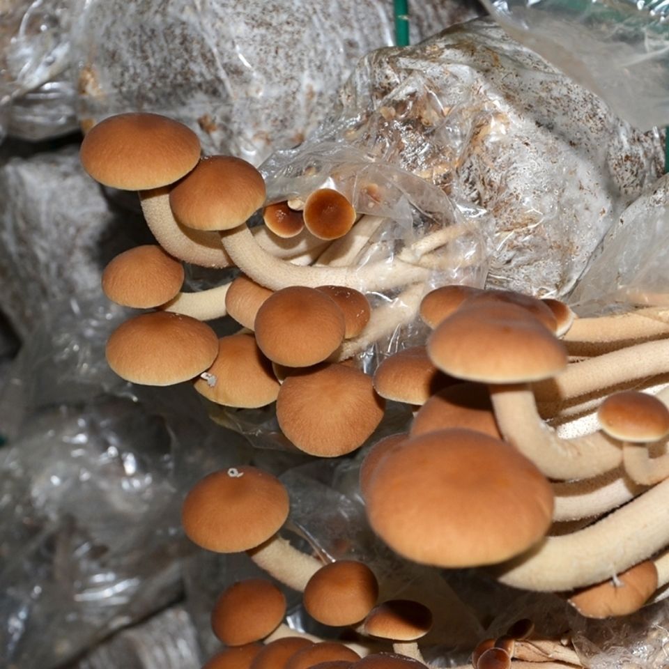 茶树菇菌种  茶树菇茶新菇菌种出菇菌包家庭室内大蓬种植新鲜蘑菇食用菌菌