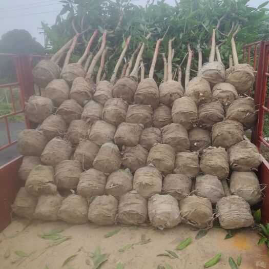 钦州金煌芒果苗 