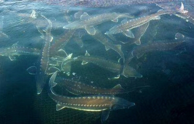 鲟鱼  山泉水养殖杂交寻龙鱼，1到200斤，常年供应。