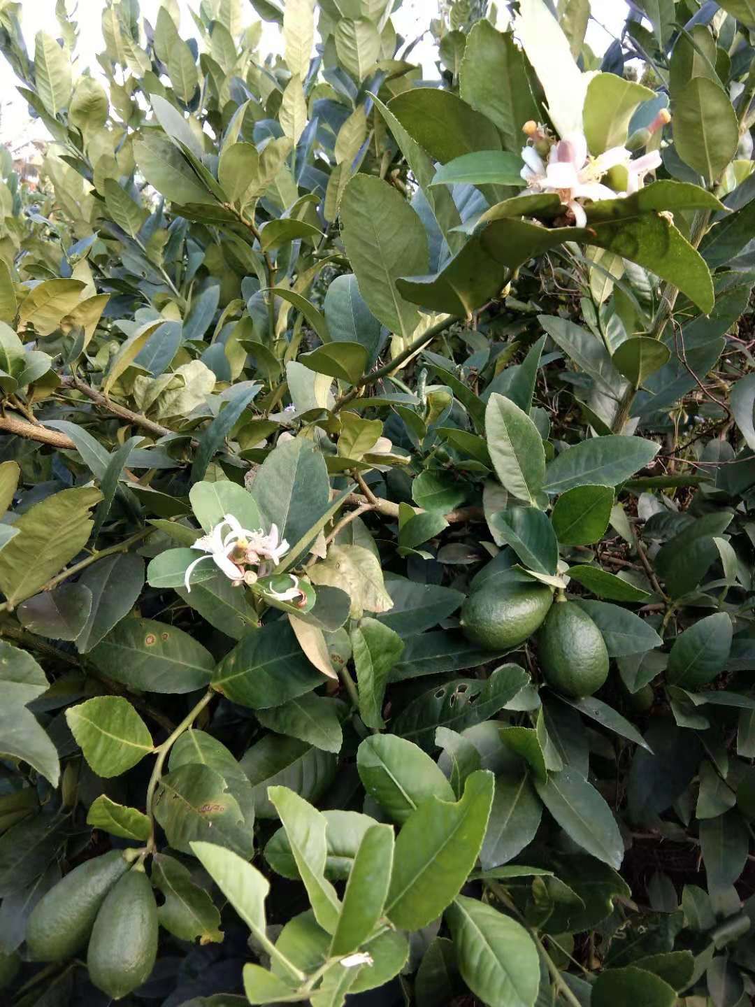 无籽青柠檬苗 香水柠檬苗  保证纯种正品