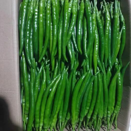 钦州小米椒 线椒