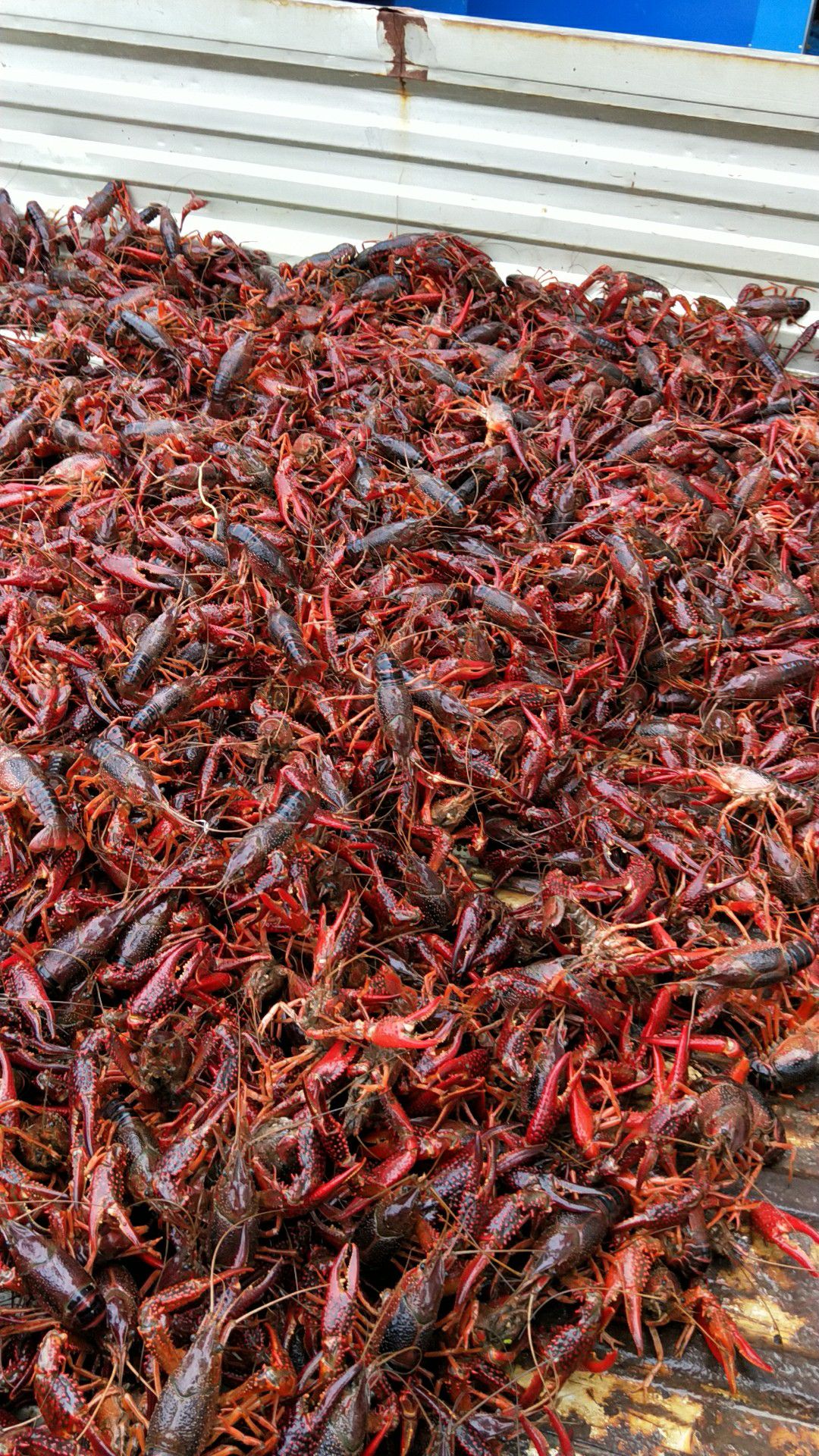 金湖龙虾，开始上市了，