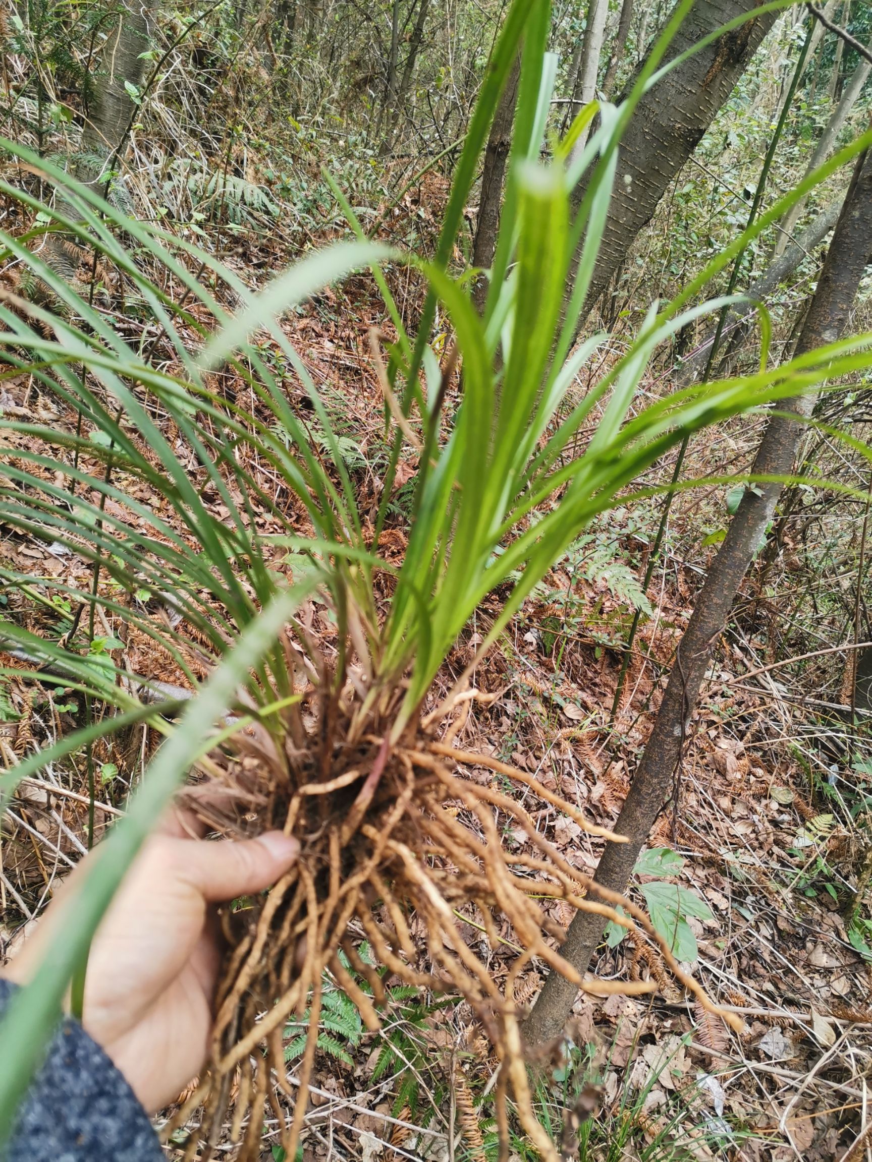  **草春兰每件20苗