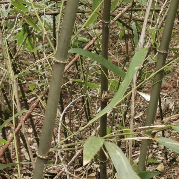 刺竹苗  八月竹苗。食用竹笋种苗