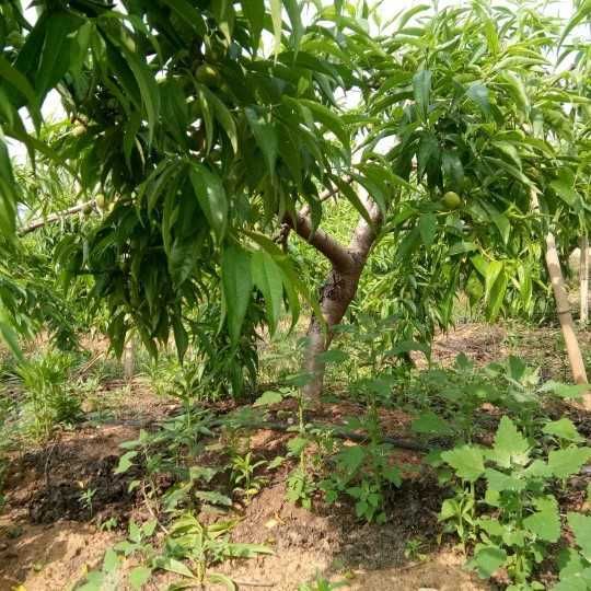 毛桃苗  出售占地桃树