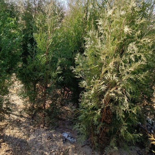 绛县圆枝侧柏 