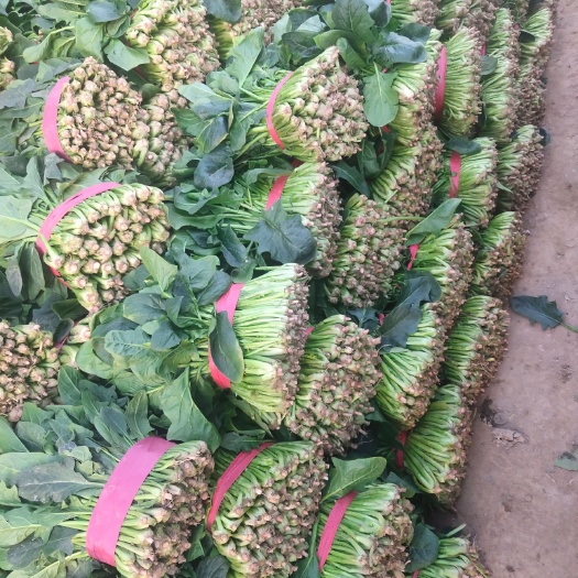  大叶菠菜产地直供，种植面积上万亩，质量好价格低，可代收代发。