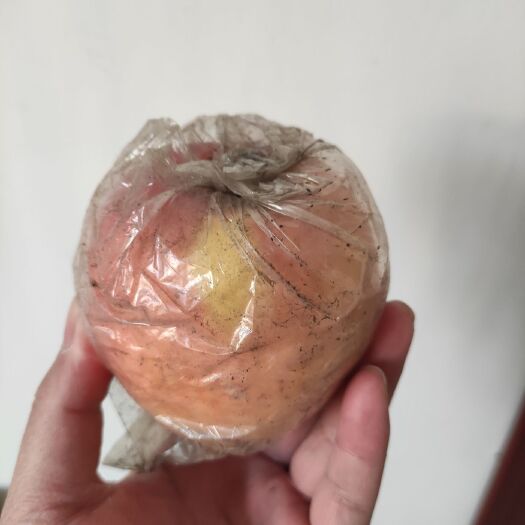 深泽县红富士苹果 石家庄深泽县红富士
