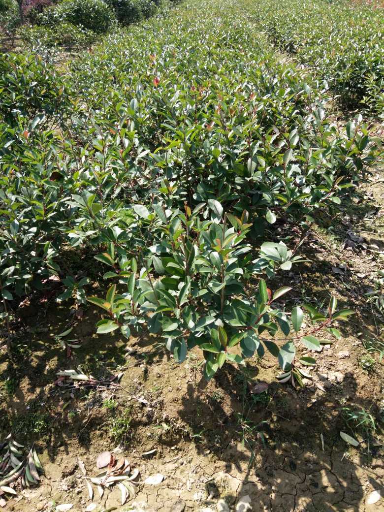 红罗宾  大量供应红叶石楠球70-80,100-120,150-250