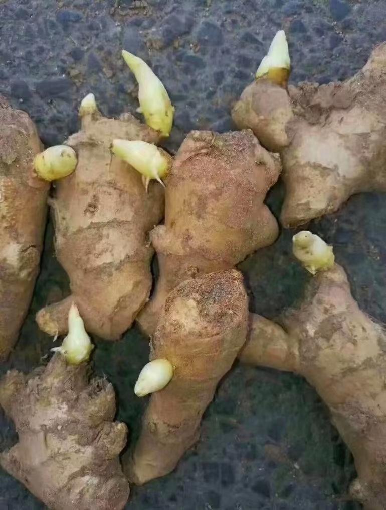 贵州368姜种王批发 亩产过万专业技术指导 全国物流发货