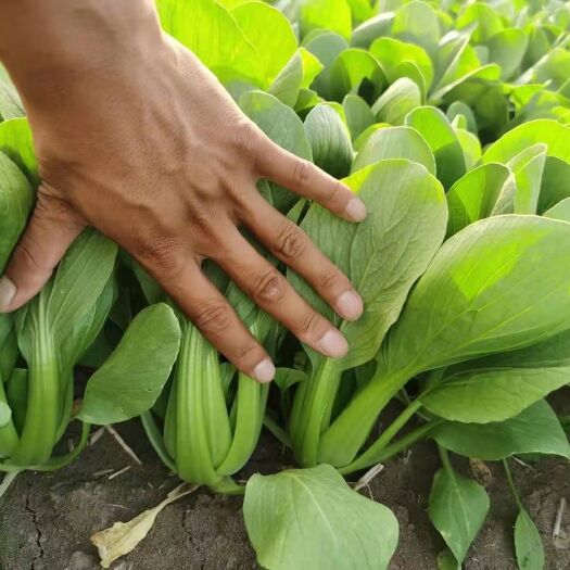 太和县安徽阜阳上海青，小油菜，快菜，万亩基地大量上市，欢迎订购