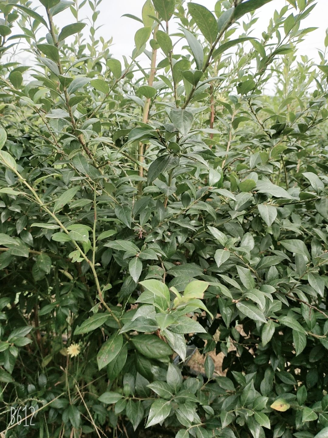  组培蓝莓苗，地栽蓝莓苗