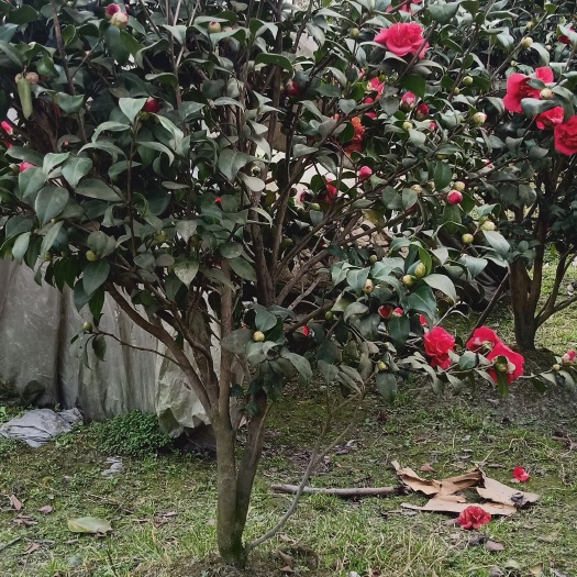 都江堰市 茶花