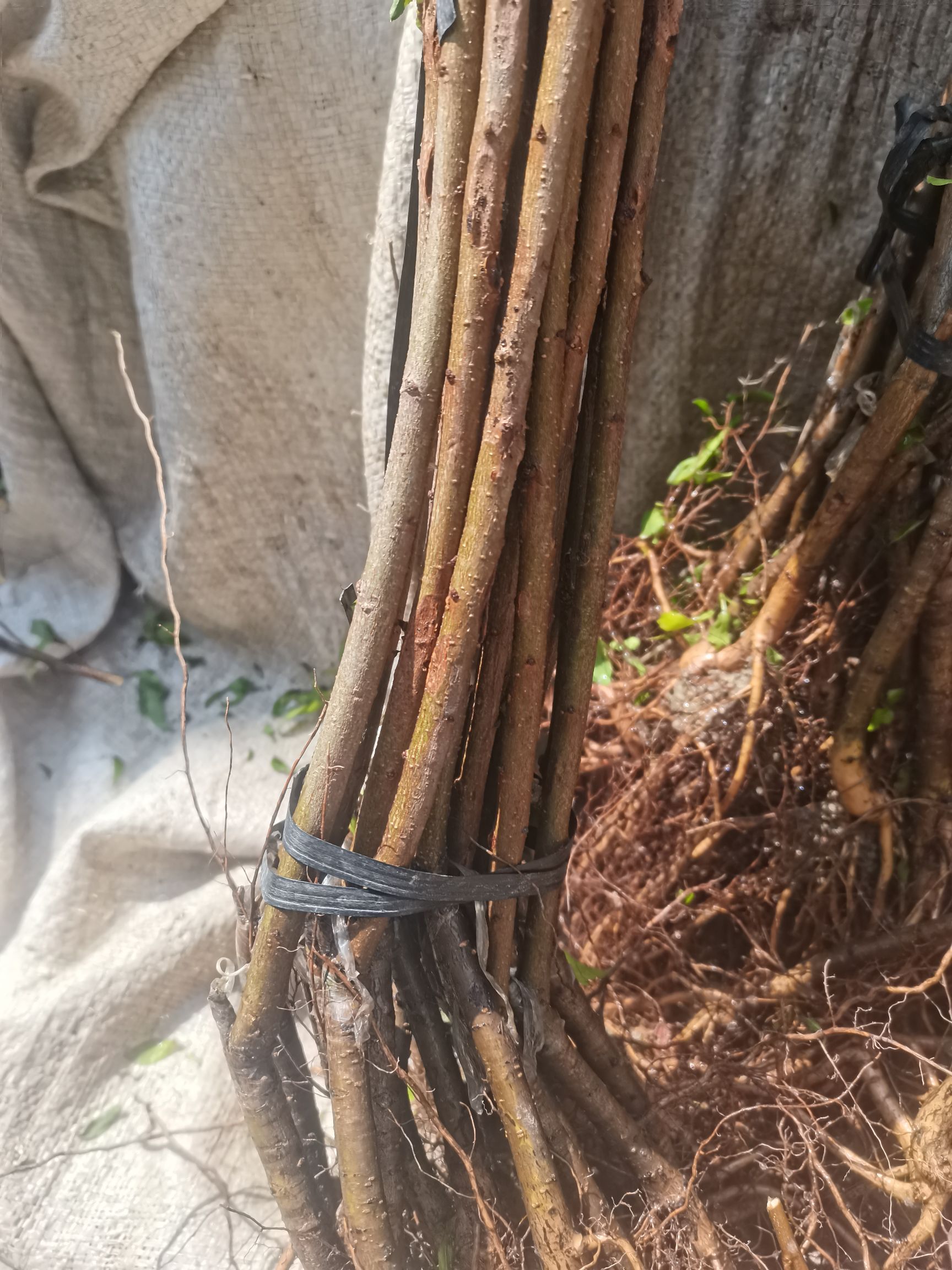 信宜钱排银妃三华李苗产地直销，质量保证！