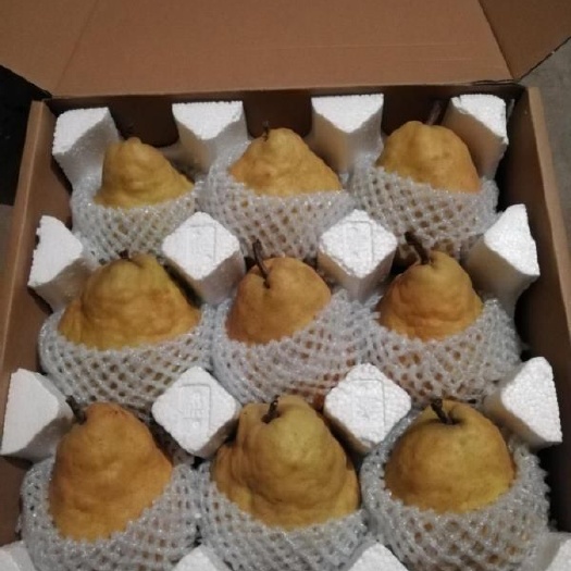 威海南有丑橘，北有丑梨，
半岛独有，有机种植。