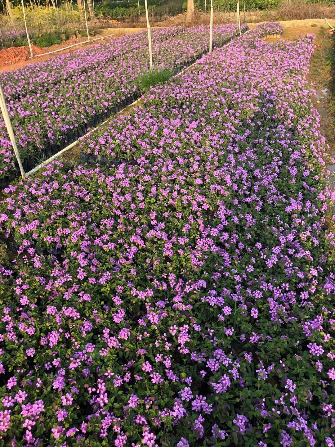 马缨丹盆栽  紫花马缨丹（四季开花，花带幽香）