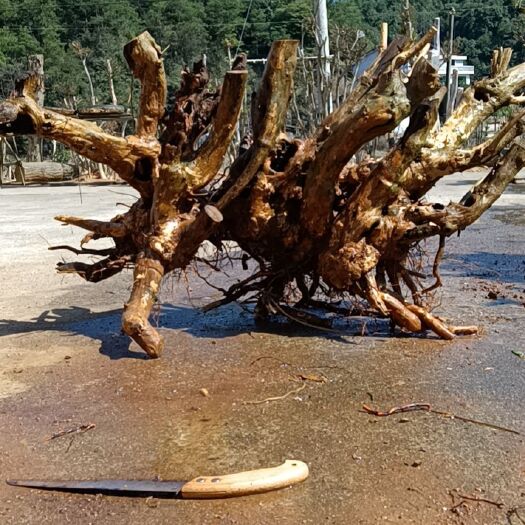 浏阳市黄荆桩  刚的两颗舍利大黄荊
