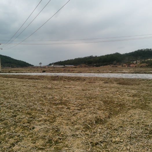 宁化县水田  三干多亩合适种草种苗地招合作伙伴