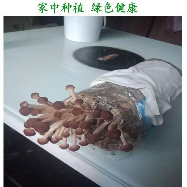 茶树菇菌种  茶树菇茶新菇菌种出菇菌包家庭室内大蓬种植新鲜蘑菇食用菌菌