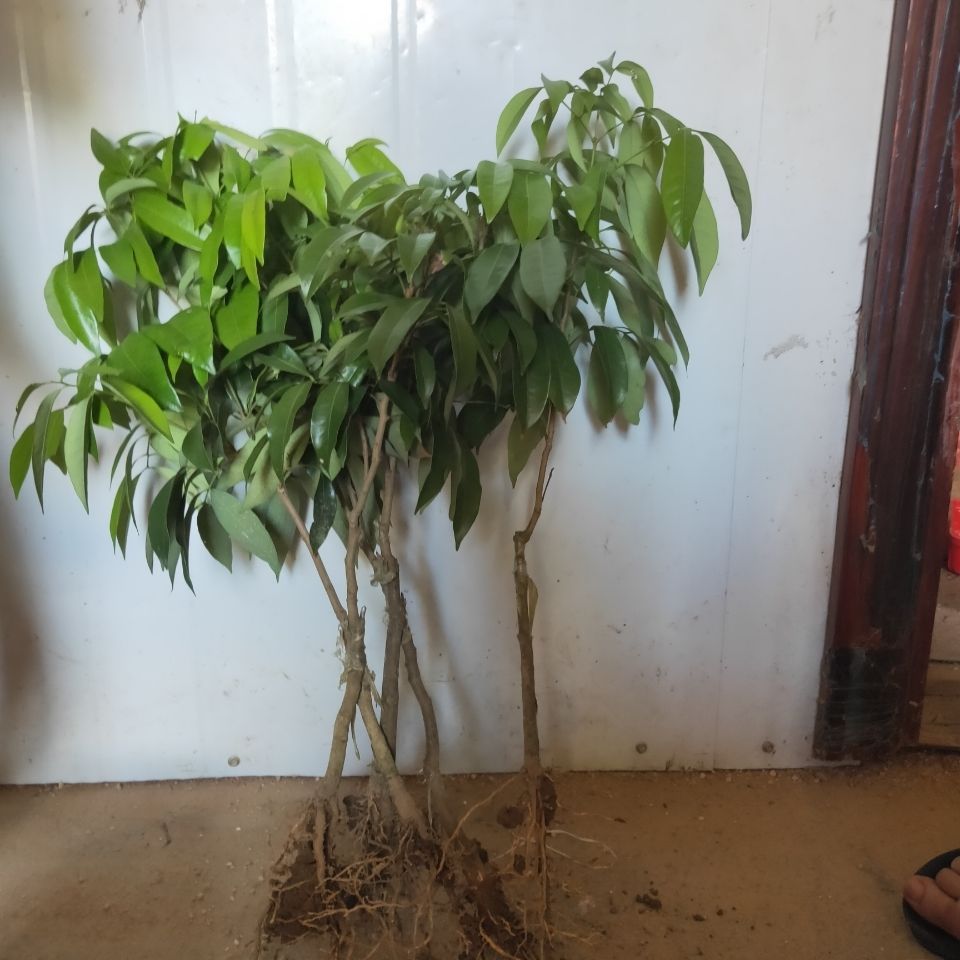 冰荔苗  广西灵山发货新品种冰荔枝包邮