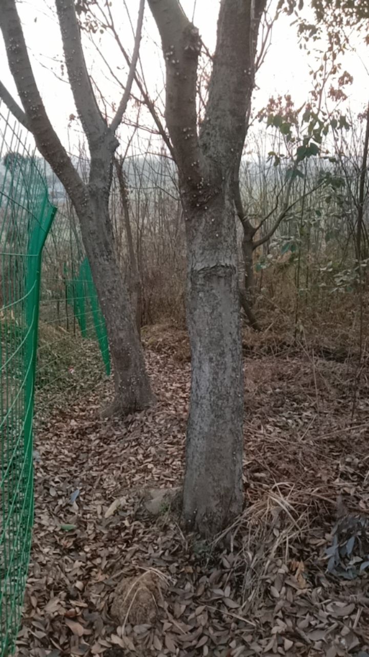 大量出售小叶朴树三公分到三十公分