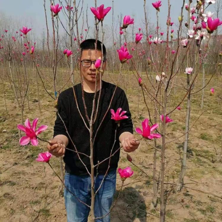 娇红一号红花玉兰  玉兰苗紫玉兰苗娇红一号玉兰树苗广玉兰苗