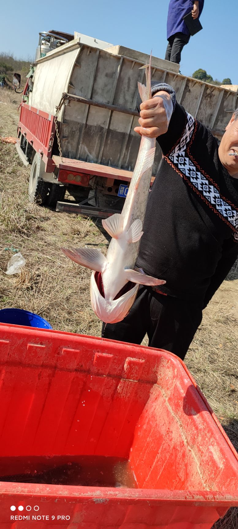 鳙鱼也叫雄鱼 大头鱼 江西省宜春市袁州区水产在线批发