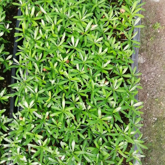 广州罗汉松  苗圃直供优质多种苗 批发花卉种苗 量大从优