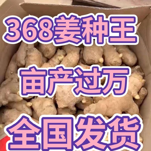 贵州368姜种王批发 亩产过万专业技术指导 全国物流发货