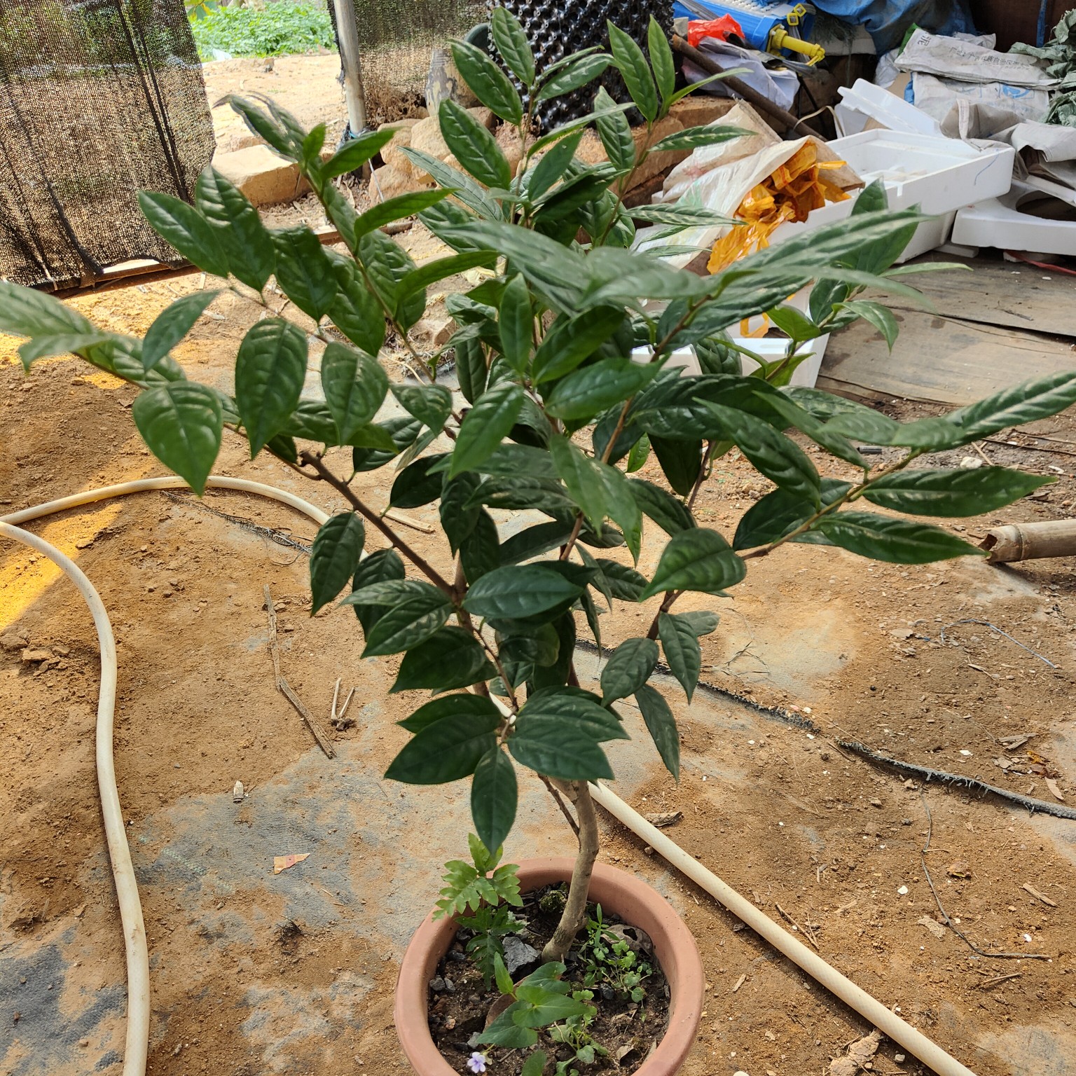 [金花茶盆栽批发]金花茶盆栽金花茶苗防普金花茶当年可开花价格100元