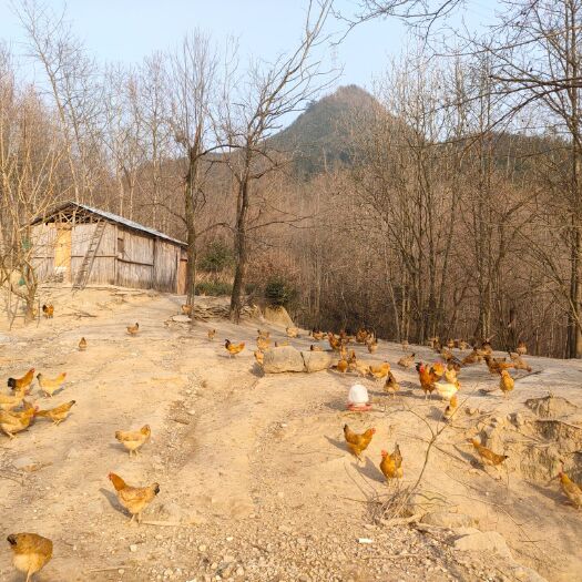 黟县 土鸡，散养土鸡，高山散养土鸡