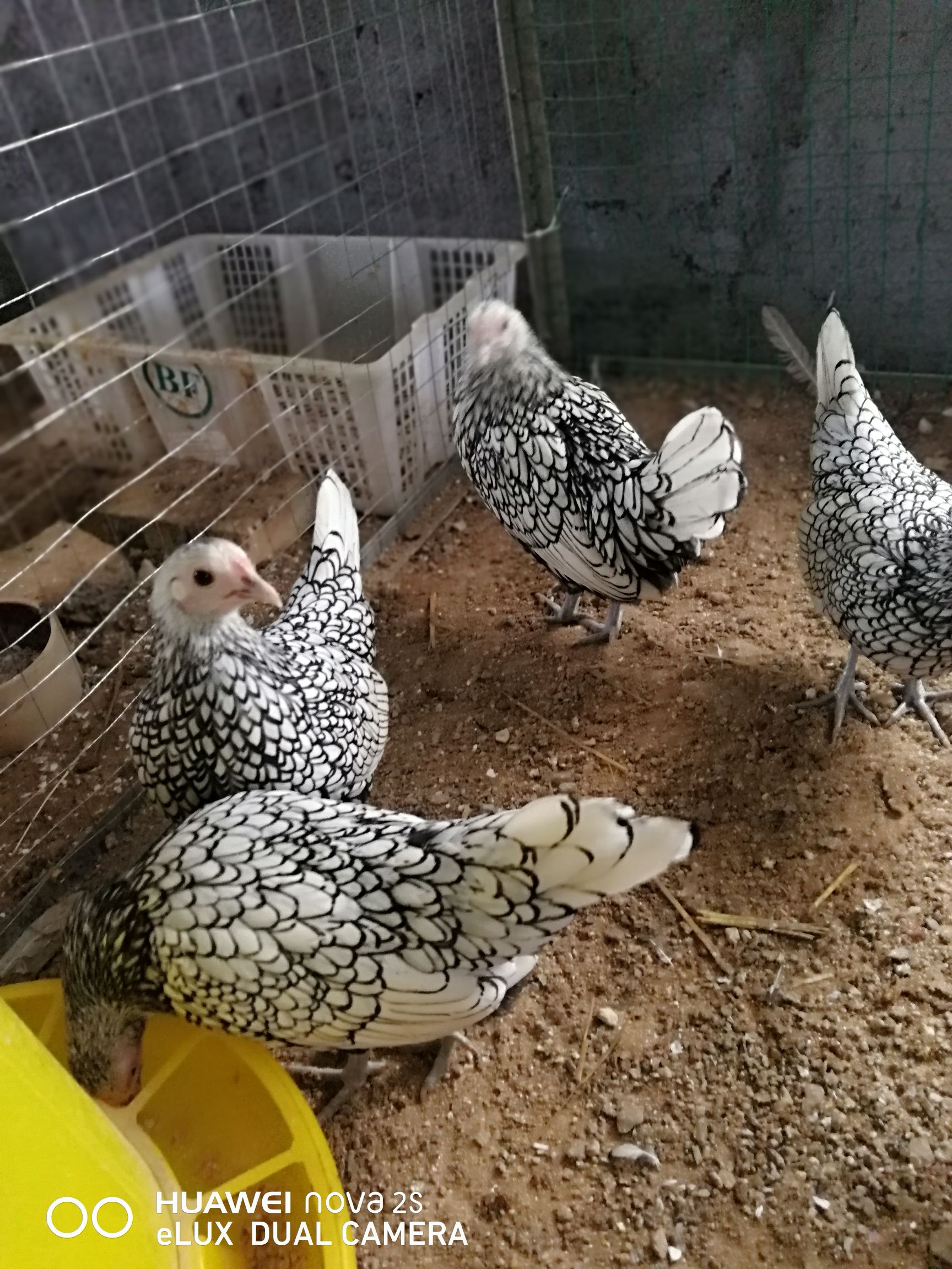 红白细花波兰鸡