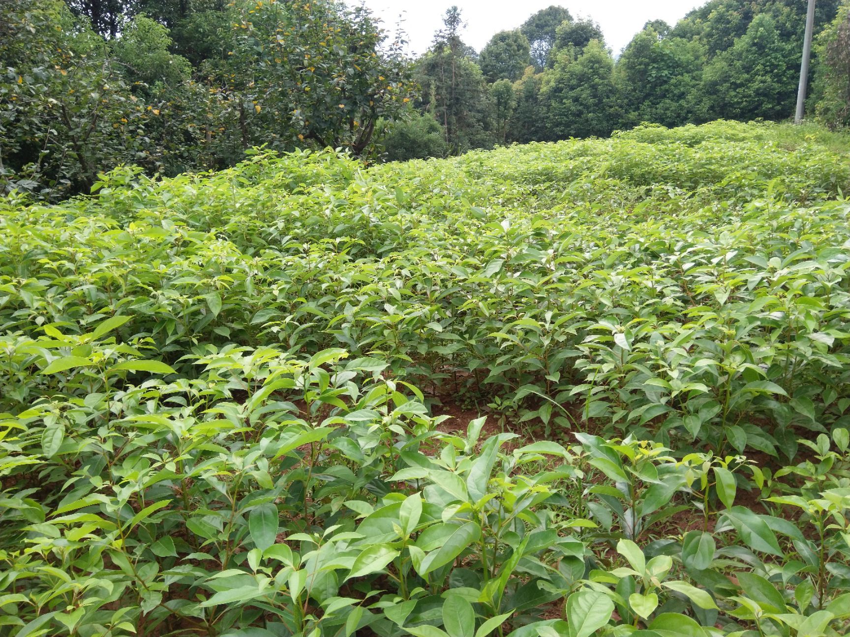 小叶樟 一年生原生苗，根系发达，成活率高。