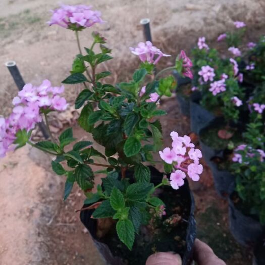 马缨丹盆栽  紫花马缨丹（四季开花，花带幽香）