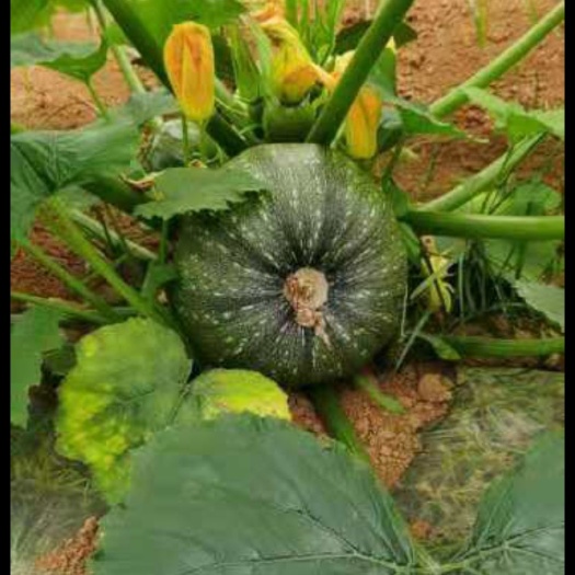 龙州县绿皮西葫芦 西葫芦，大量上市欢迎老板们来大量采购