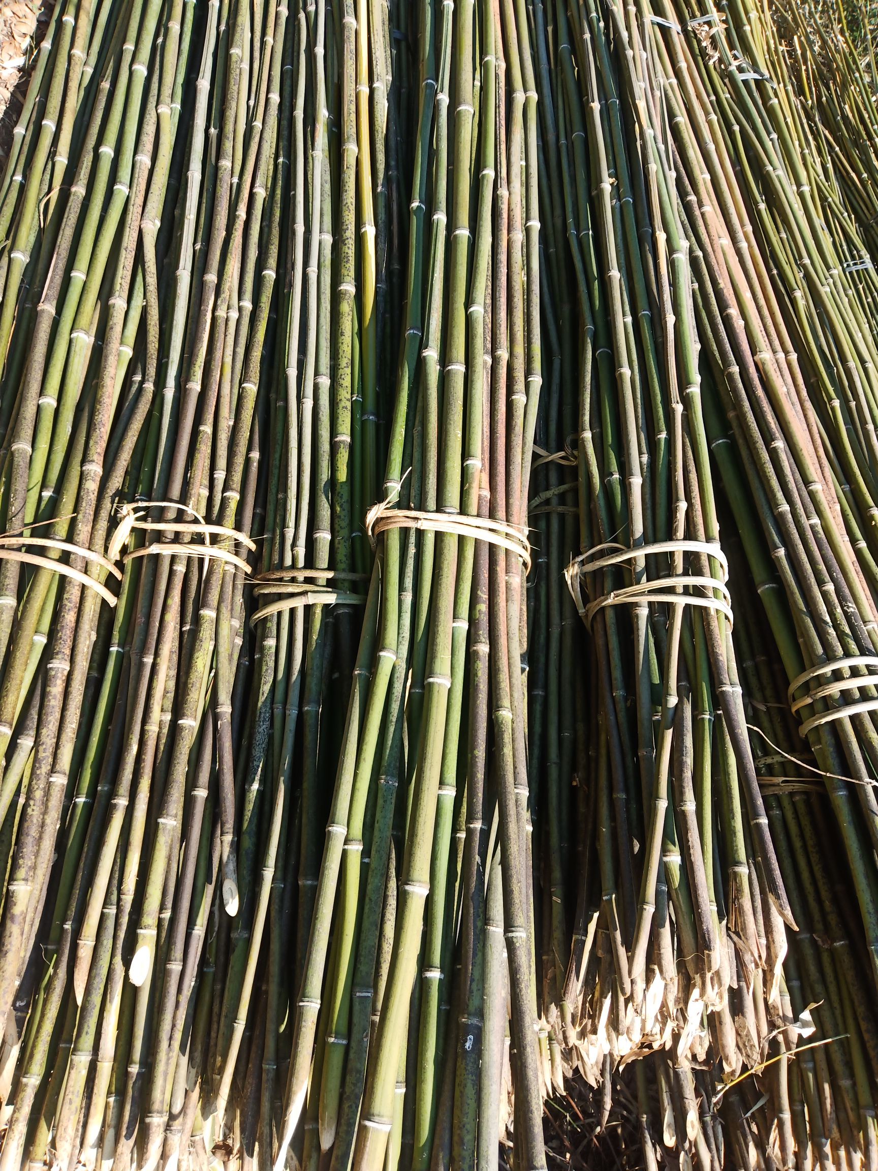 麻竹 精品菜架竹