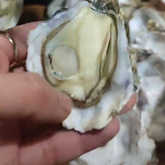 大连三倍体生蚝 生蚝大量供应，产地直销二倍体，三倍体均可大量供应，1+ 1