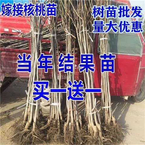 平邑县 核桃苗纸皮核桃树苗8518果树苗批发南北方种植薄皮嫁接核桃树