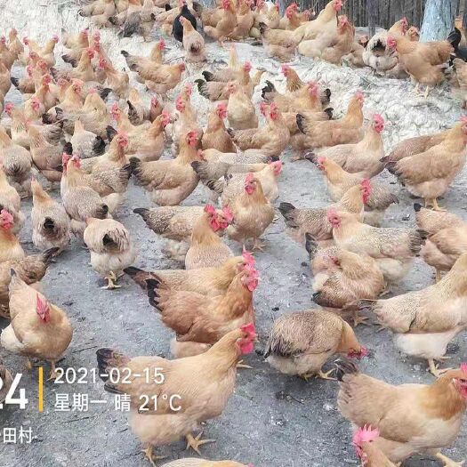  急急急   灵山土鸡