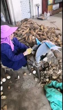 当天下山新鲜的黄泥春笋