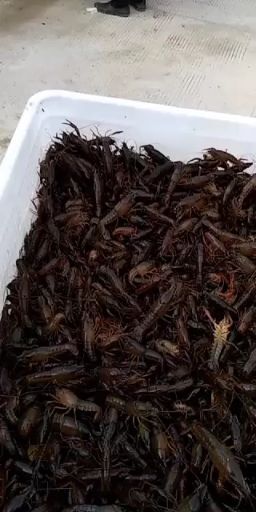 潜江市小龙虾苗 虾苗