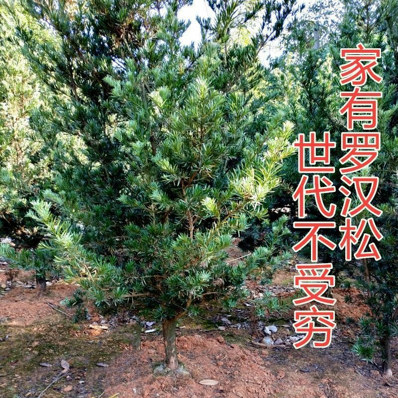 小叶罗汉松  罗汉松风景树