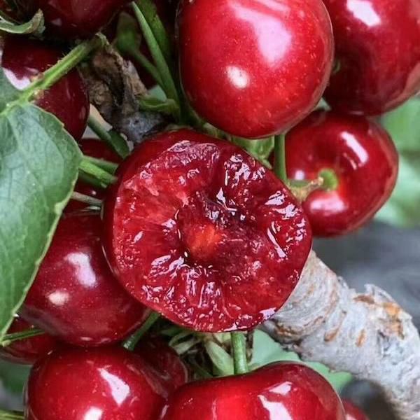 美早樱桃 现摘大连美早大樱桃 国产车厘子特大樱桃顺丰包邮一件代发