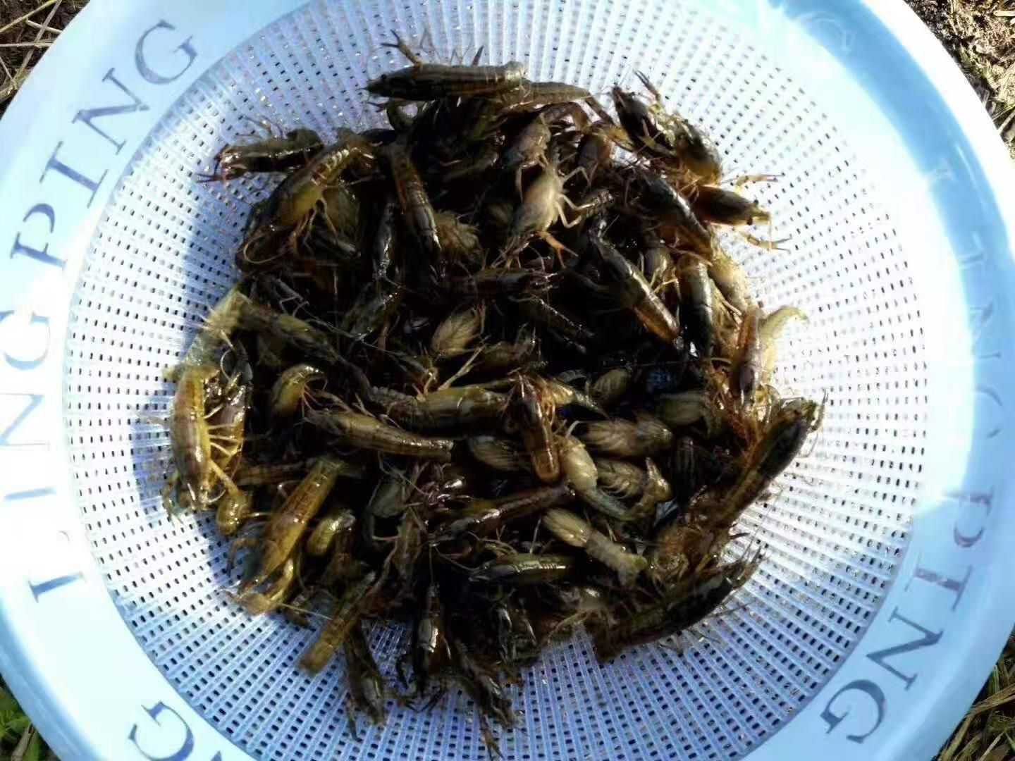 关山苗场出售优质纯青虾苗120-160尾