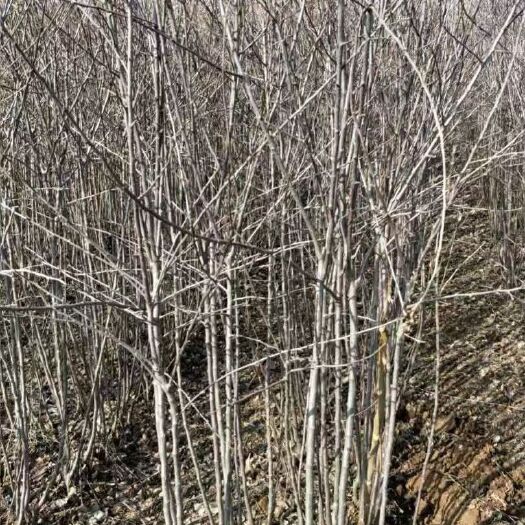 正宁县红富士苹果苗 苹果树苗